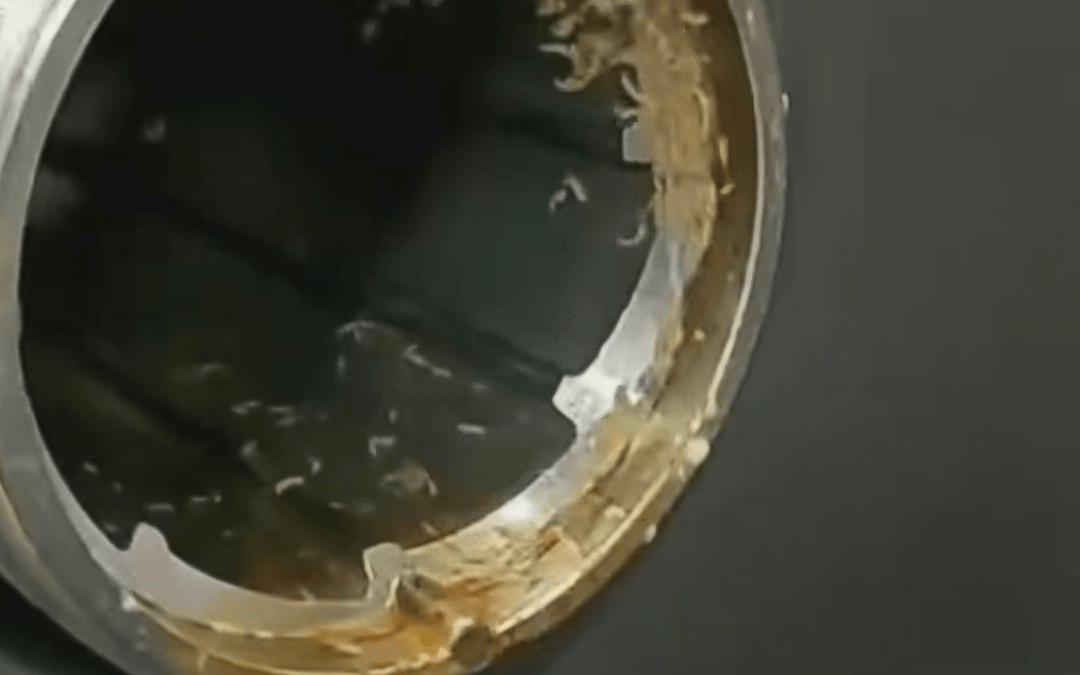皇冠信用怎么租
_学校食堂绞肉机有活蛆皇冠信用怎么租
，“家长不发朋友圈”有这么重要？| 快评