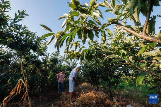 皇冠信用开户_立秋农事正当忙