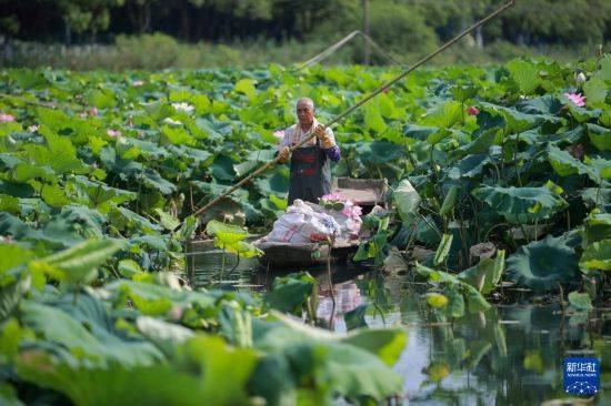 皇冠信用开户_立秋农事正当忙