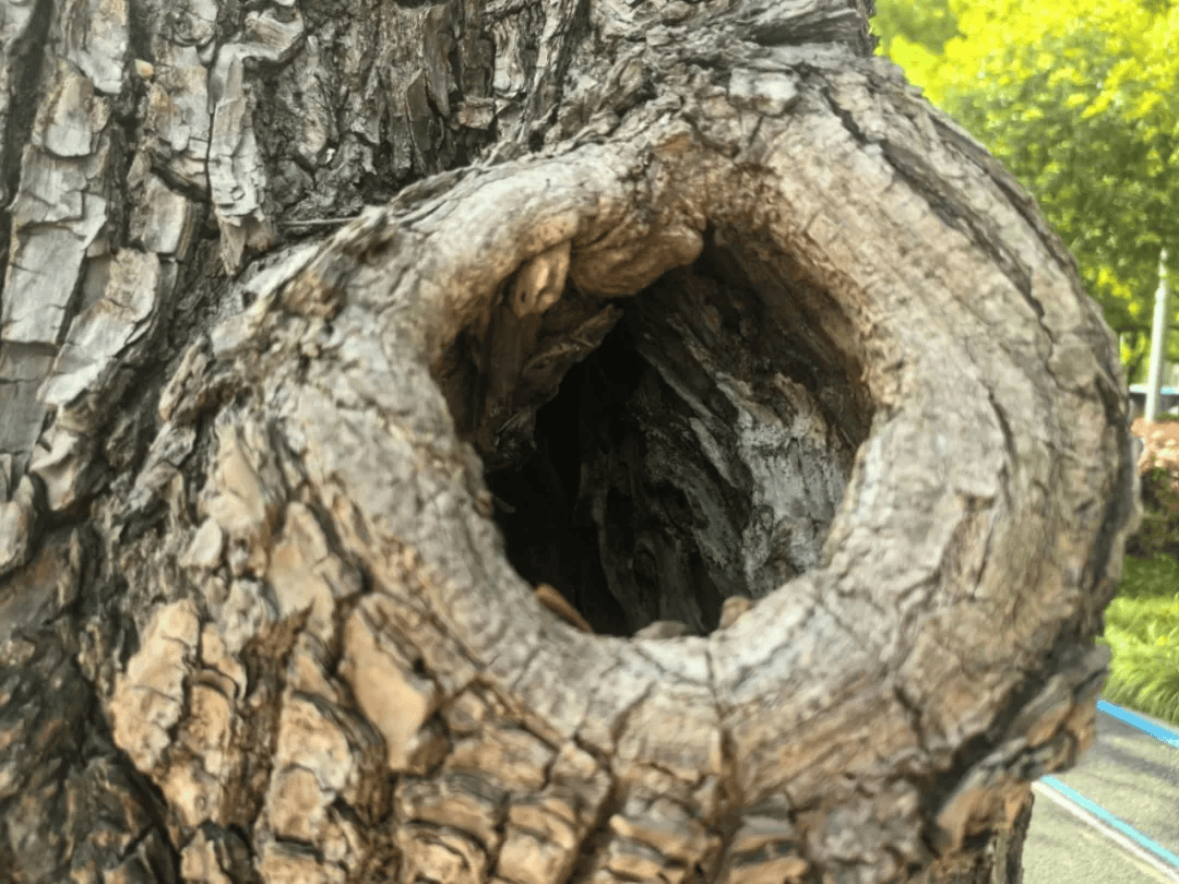 皇冠信用网账号注册_家里的这几个地方皇冠信用网账号注册，正悄悄“养”出花斑蚊！快自查→