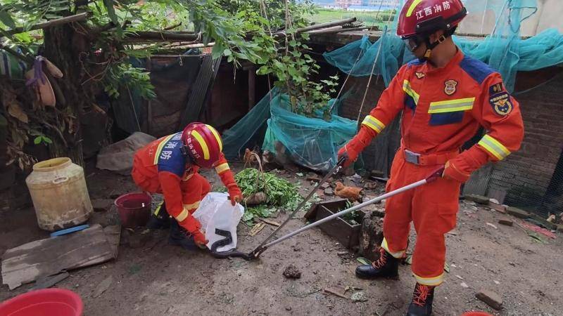 富明尼斯RJ v蔚山_江西九江：消防员成功捕获“潜伏”在鸡舍的眼镜蛇